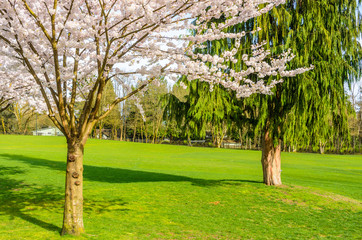 Cherry blossom view at Deer Lake in Vancouver, Canada.