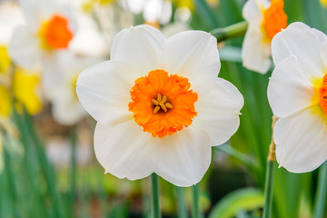 Obraz premium Daffodils in the park