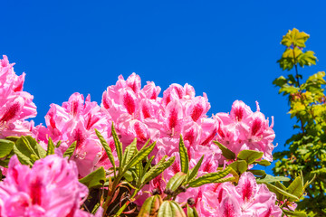 Beautiful Rhododendron flowers. Flowering branch of Rhododendron against the blue sky