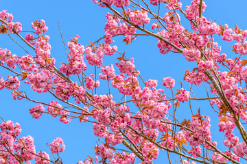 Cherry blossom, sakura flowers.