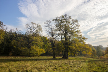 lonely tree in the field at sunrise