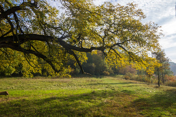 lonely tree in the field at sunrise