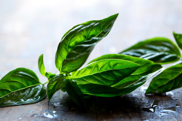 View of basil leaves