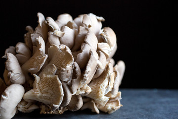 Side view of maitake mushroom