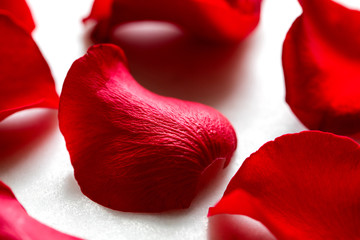 Close up view of rose petals