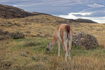 Chile – llamas in the mountains.