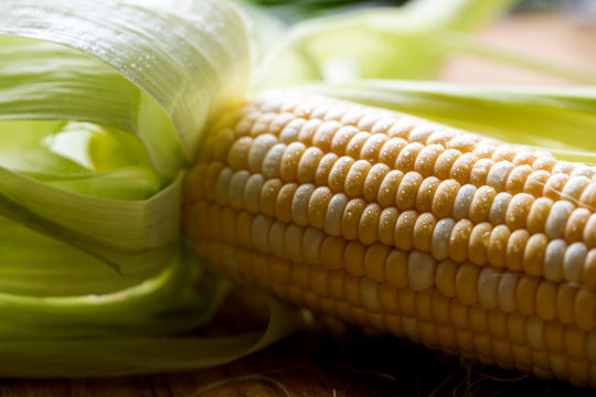 Selective focus of corn on cob