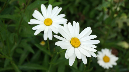 Fototapeta premium daisy in the garden