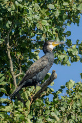 The great cormorant sitting on alder tree