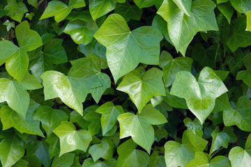 Bright green ivy background.Hedera helix