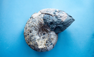 ancient fossilized Ammonite in a section on a blue background