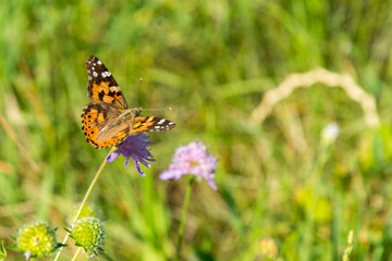 Butterfly on a flower in a field. Butterfly On Grass Field With Warm Light
