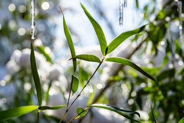 Graceful icicles melt in the sun against blurry background of evergreen bamboo leaves Phyllostachys aureosulcata with last snow. Theme of early spring and nature.