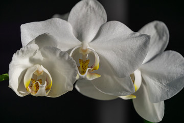 Luxurious branch of white orchid flower Phalaenopsis, known as Moth Orchid or Phal on black background. Rays of sun fall on orchid. Magical idea for any design.