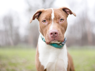 A red and white Pit Bull Terrier mixed breed dog outdoors