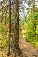 Beautiful Mountain Trail. Lightning Lake Trail at Manning Park in British Columbia. Canada.