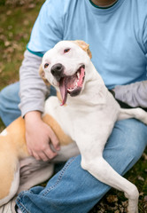 A happy Pit Bull Terrier mixed breed dog sitting in a person's lap