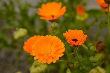 Calendula flowers and seeds grew on the road