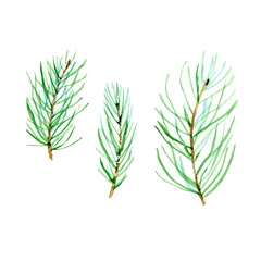 Set watercolor spruce branch. Simple illustration of green pine branches isolated on white background.