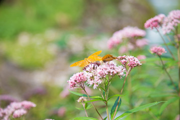 Two fritillaries on a pink flower with a lot of blur