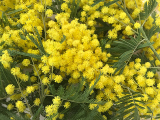 Yellow Flowers for women's day