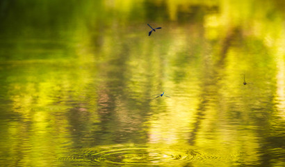 dragonflies