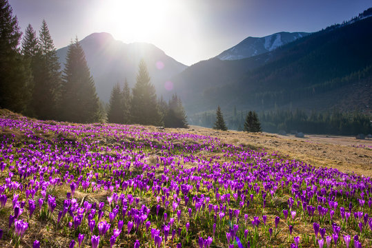 Beautiful spring landscape of mountains with crocus flowers