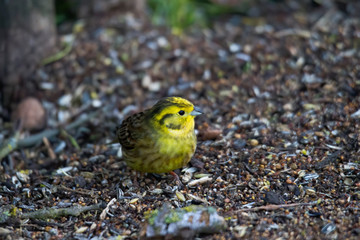 Yellowhammer looks for food on the forest floor