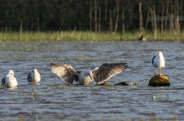 Bird Flights on the Spanish Coast!