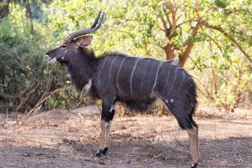 Nyla male