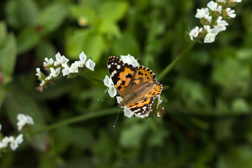 Fototapeta na wymiar Painted Lady butterfly (Vanessa Cardui), wings closned, feeding pollen, collects nekrar from white flowers (Limonium). Butterfly with wings, top view, summertime background