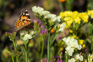 Painted Lady butterfly (Vanessa Cardui), wings closned, feeding pollen, collects nekrar from yellow, white flowers (Limonium). Butterfly with wings, top view, summertime background