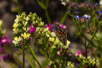 Painted Lady butterfly (Vanessa Cardui), wings closned, feeding pollen, collects nekrar from...