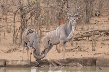 Grand kudu males