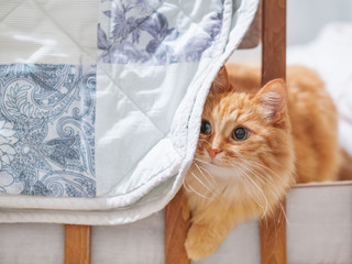 Cute ginger cat is hiding in a crib behind a blue and white decorative patchwork blanket. Fluffy pet in cozy home. - obrazy, fototapety, plakaty