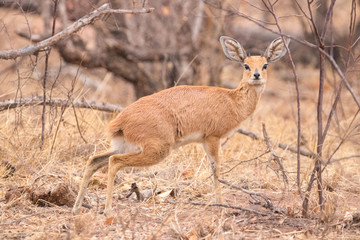 A male steenbok standing