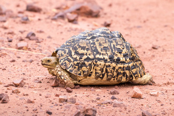 A leopard tortoise
