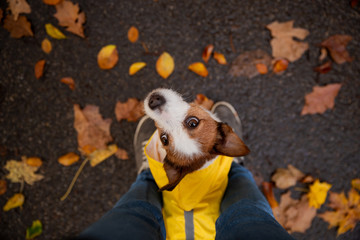 little terrier at the feet. Jack sat in a yellow raincoat in nature. Dog training. Man and pet.