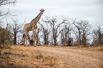 a landscape with a giraffe