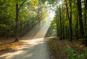 Naklejka premium Beautiful sunrise in green forest