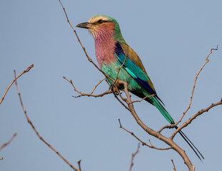 lila-breasted roller