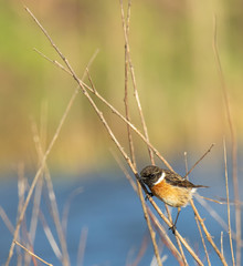 Bird Flights on the Spanish Coast!