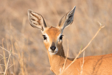 Naklejka na ściany i meble a female steenbok portrait