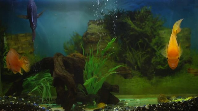 Beautiful fishes of different sizes swim in transparent aquarium water. Colorful aquarium tank filled with stones, wooden branches, seaweed and air pump that provides oxygen bubbles for fishes.
