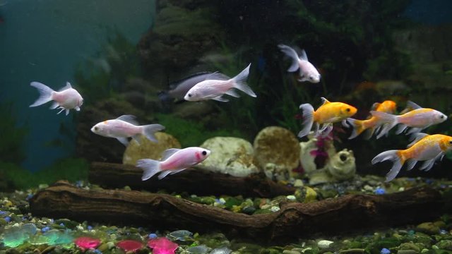 Beautiful fishes of different sizes swim in transparent aquarium water. Colorful aquarium tank filled with stones, wooden branches, seaweed and air pump that provides oxygen bubbles for fishes.