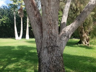 Fototapeta premium tree in the park