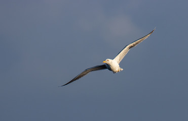Bird Flights on the Spanish Coast!