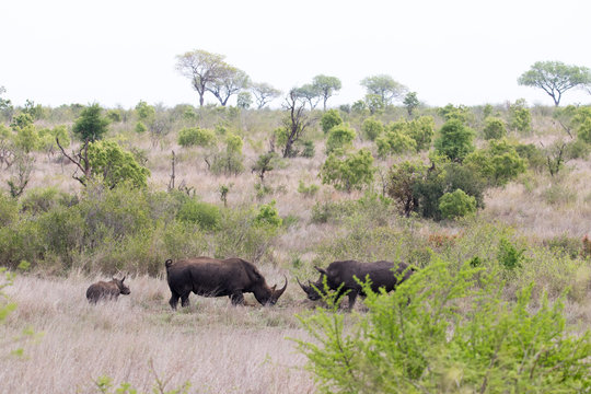 Rhinos Fighting