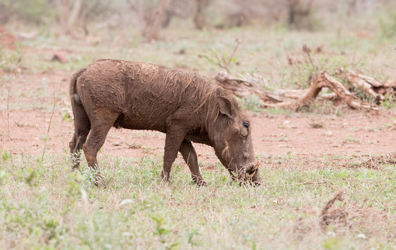 A pumba
