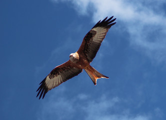 Red Kites of Wales, UK